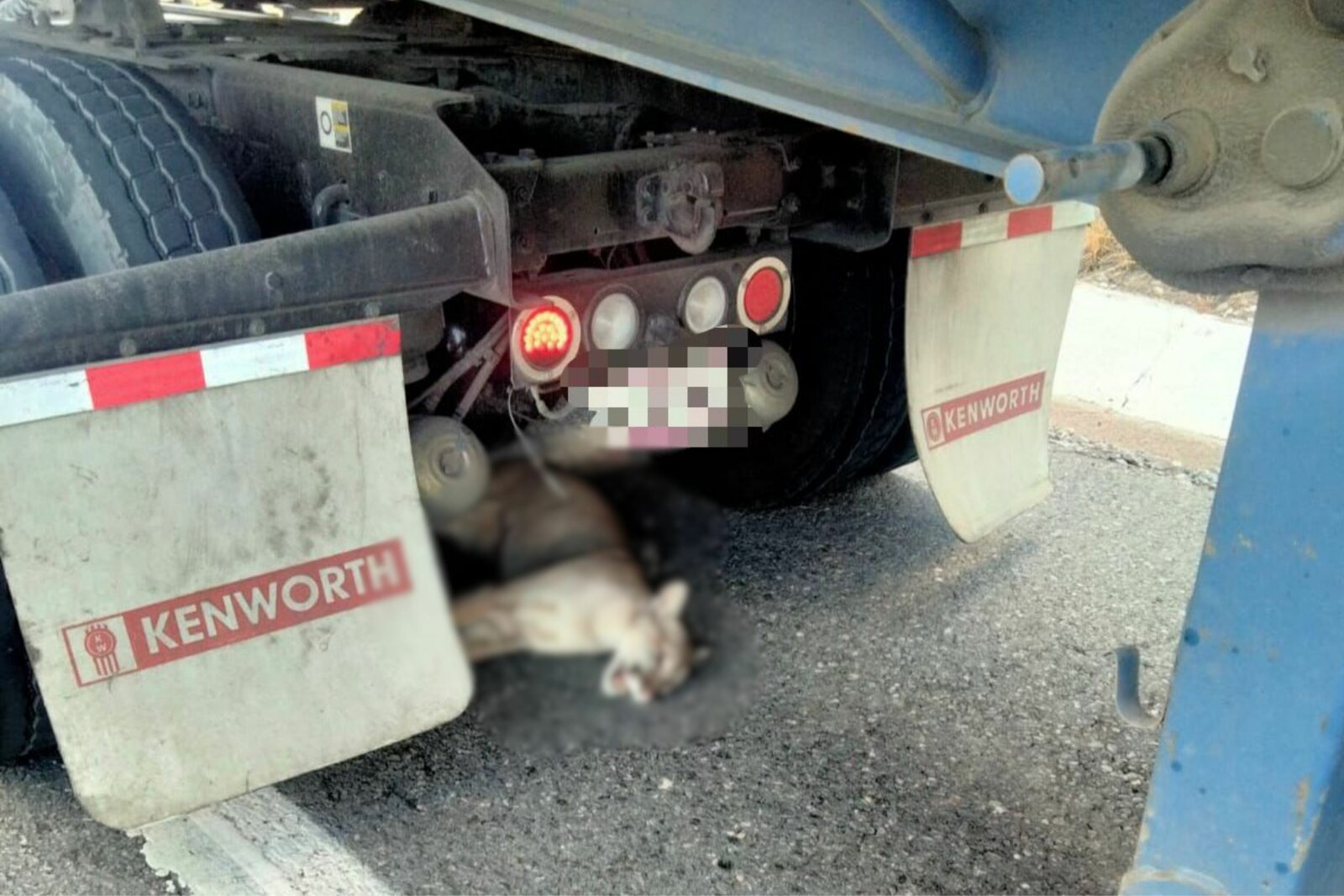 Muere puma atropellado en la carretera 57; autoridades hicieron lo posible por salvarlo