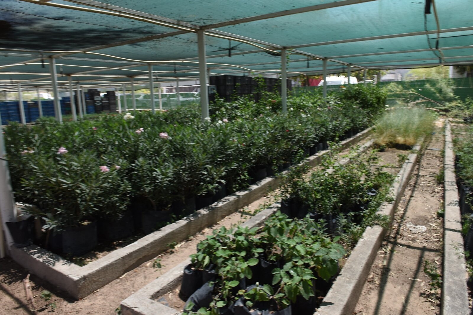 Adopta tu árbol