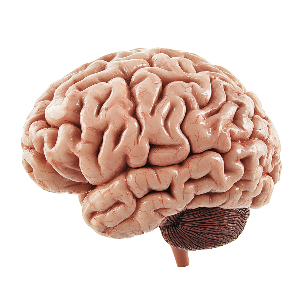 Estudio sobre drogas psicodélicas revela cómo reorganizan el cerebro