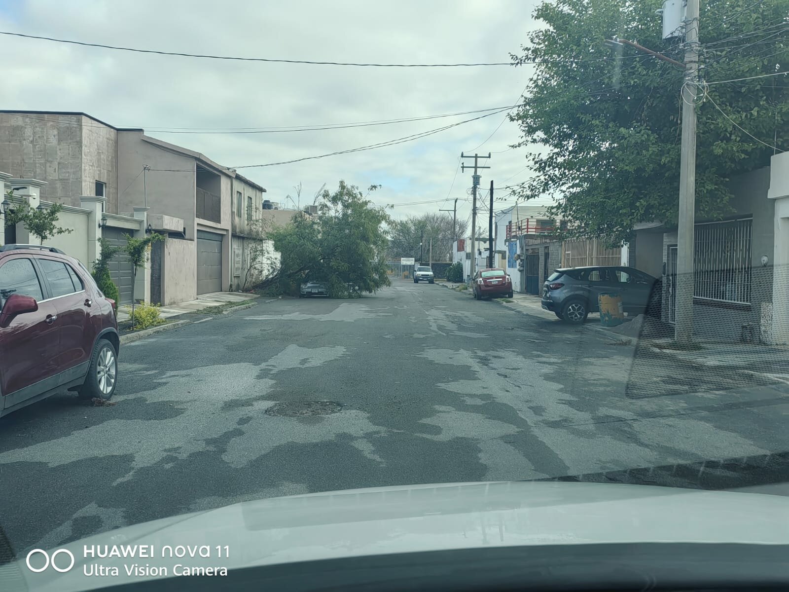 Árbol colapsa por lluvias y aplasta vehículo en Jardines del Valle de Monclova 