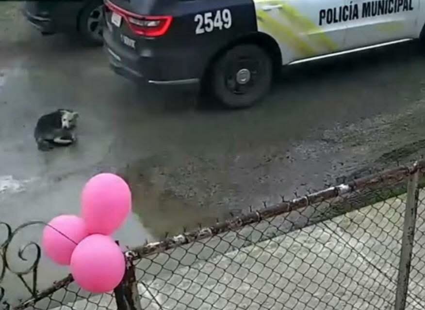 Video en redes desata debate por presunto atropello de perro por patrulla municipal
