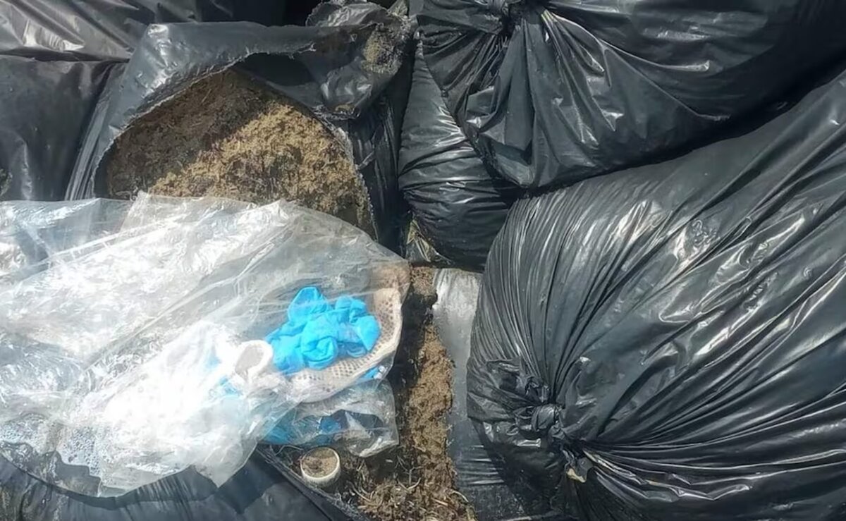 Marina investiga bolsas en playas de Veracruz; era sargazo