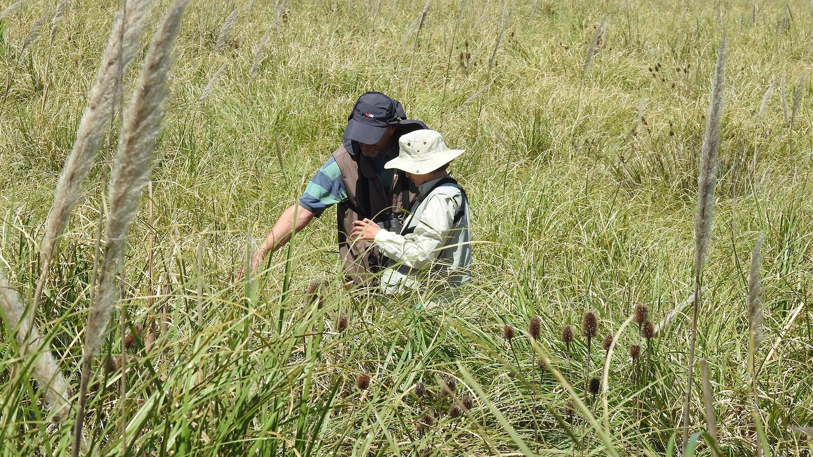 Aves en peligro en los pastizales pampeanos: qué descubrieron los científicos