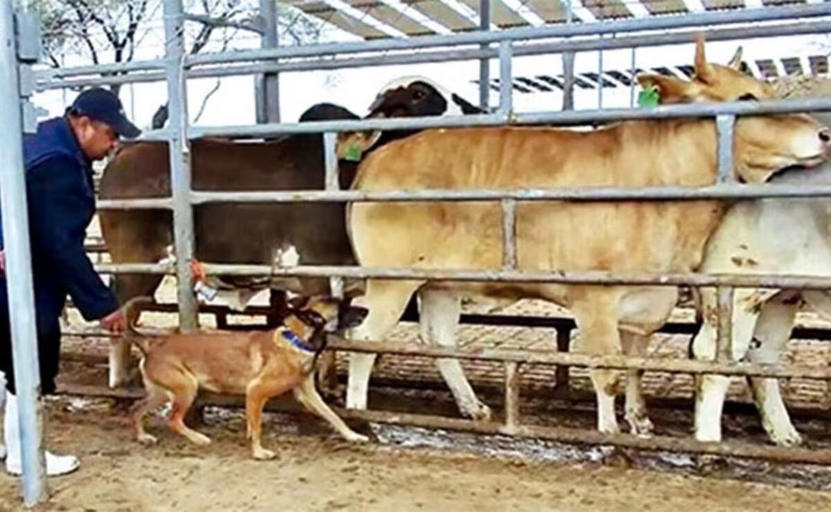 UNAM entrena perros para detectar gusano barrenador en ganado
