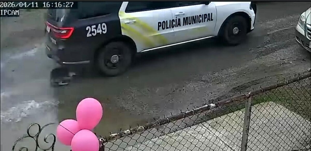 Más de 300 perros atropellados evidencian abandono y falta de cultura en Piedras Negras