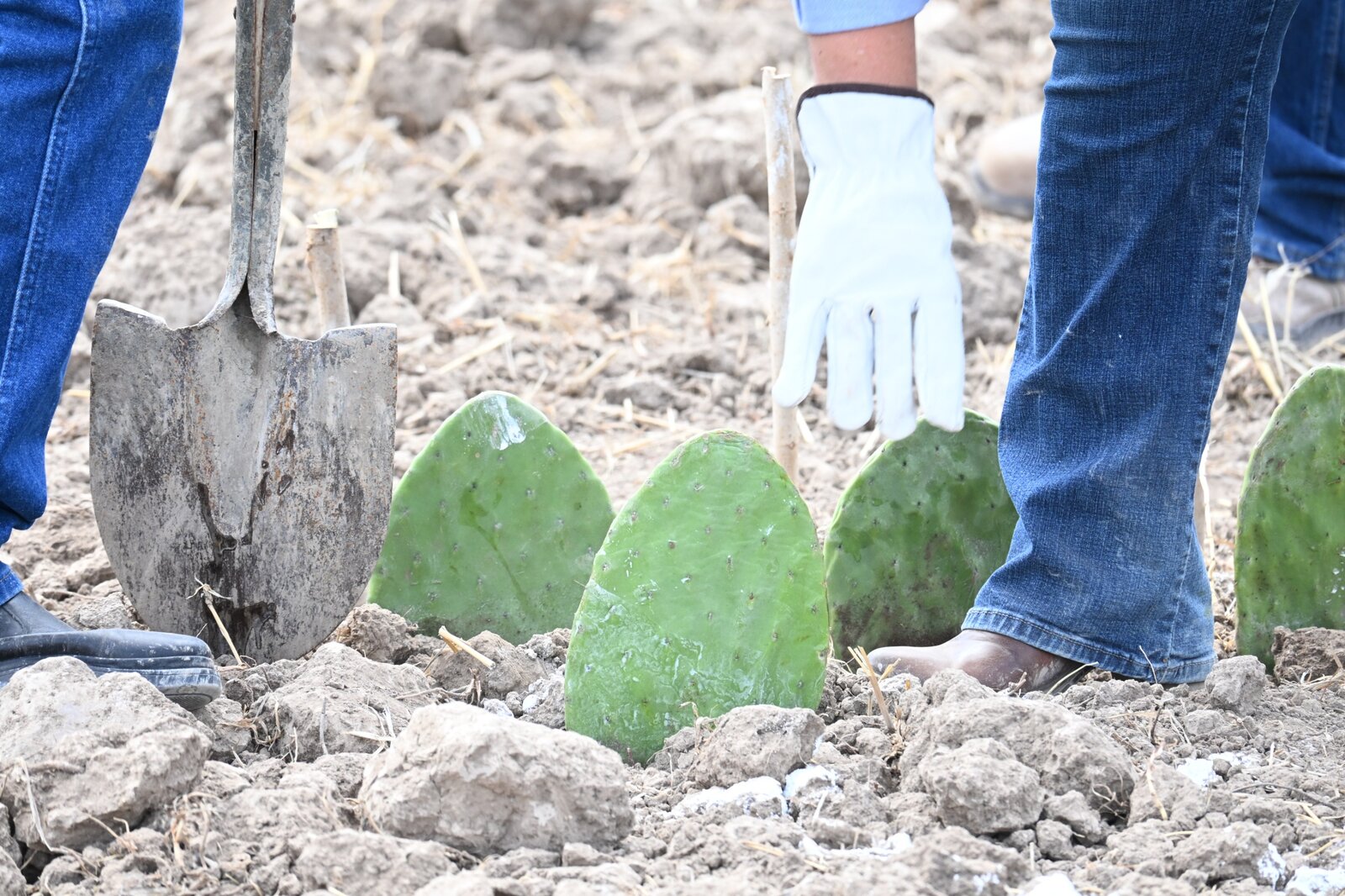 Region: Con el impulso de la alcaldesa Sari Pérez Cantú y la supervisión de la Universidad 
Autónoma Agraria Antonio Narro