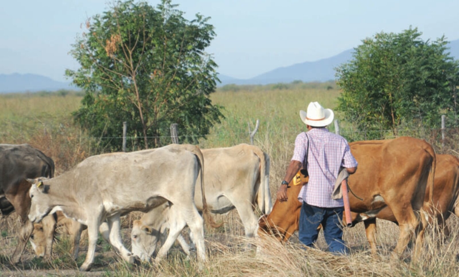 Ganadería en Múzquiz pierde empleos por falta de exportación