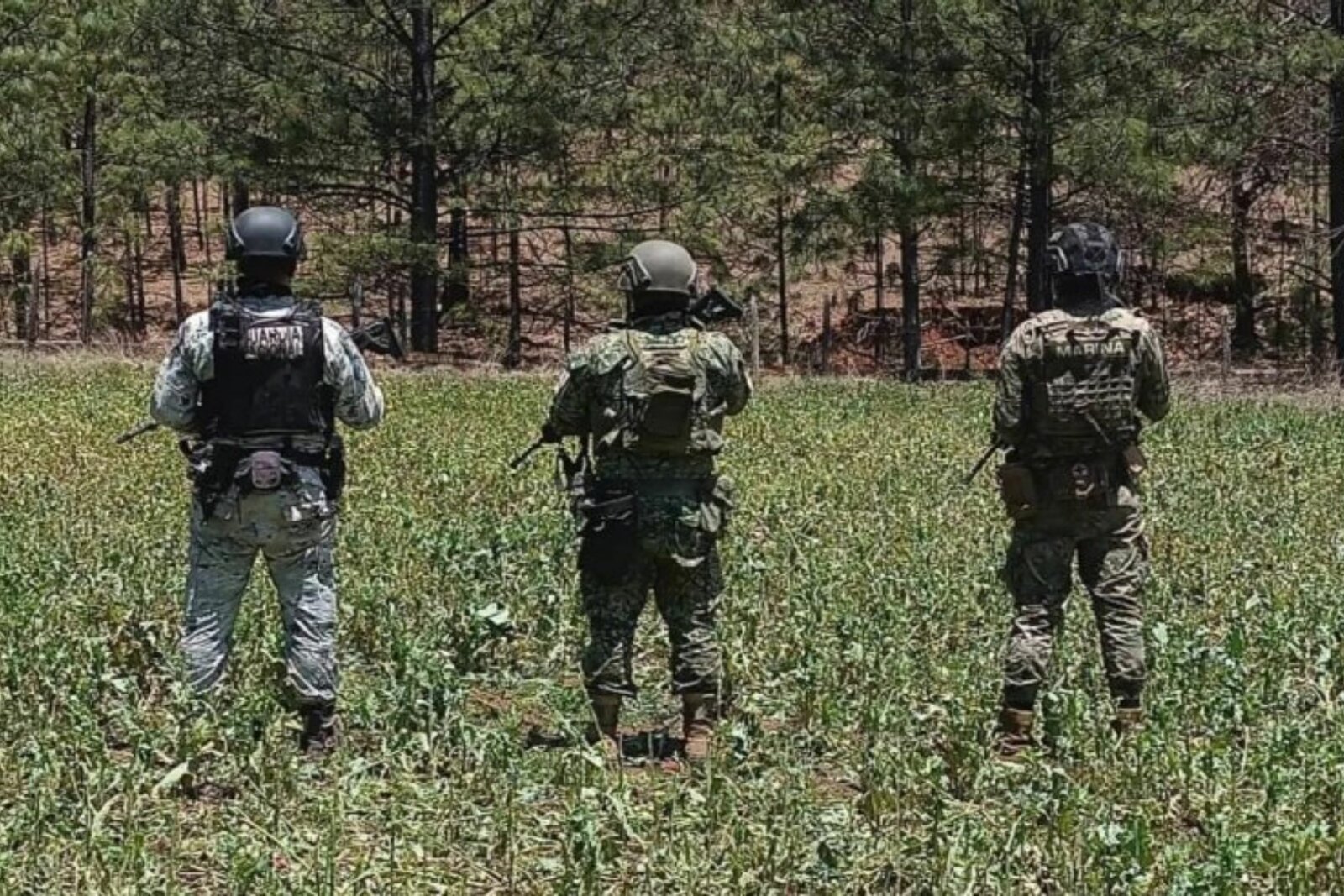 Marina erradica plantío de amapola con 160 mil plantas en Nayarit