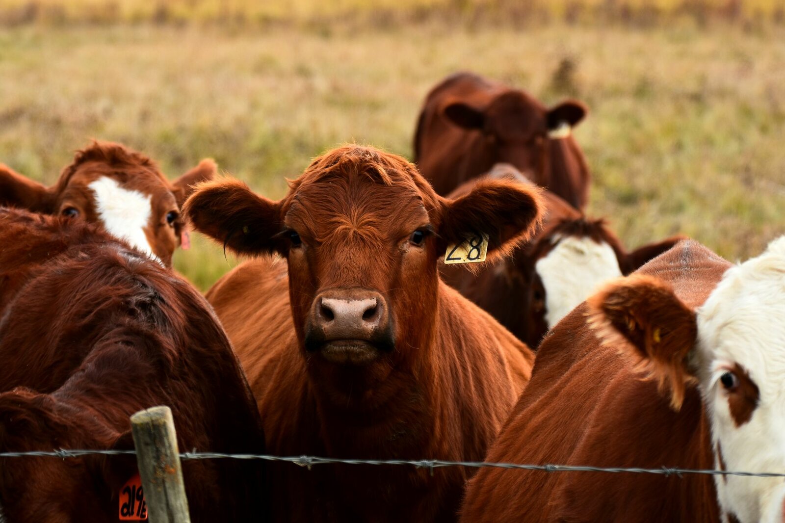 Secretaría de Agricultura desmiente reanudación de exportaciones de ganado a EU