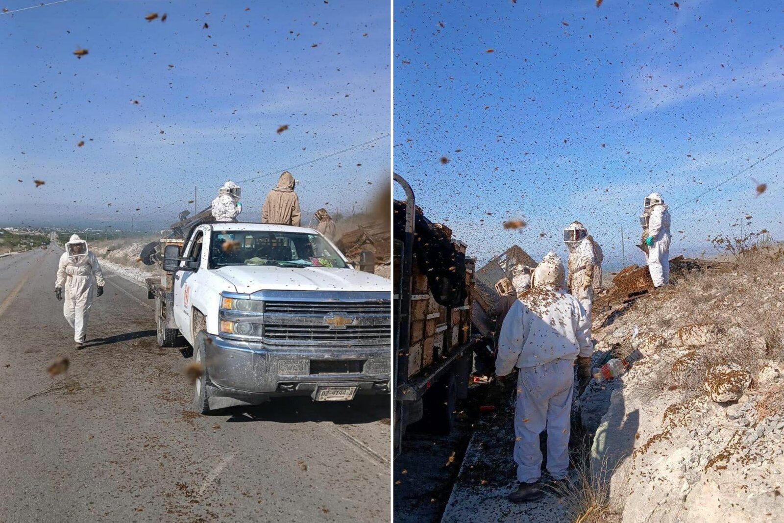 Vuelca camión con 150 colmenas en Nuevo León; abejas invaden carretera