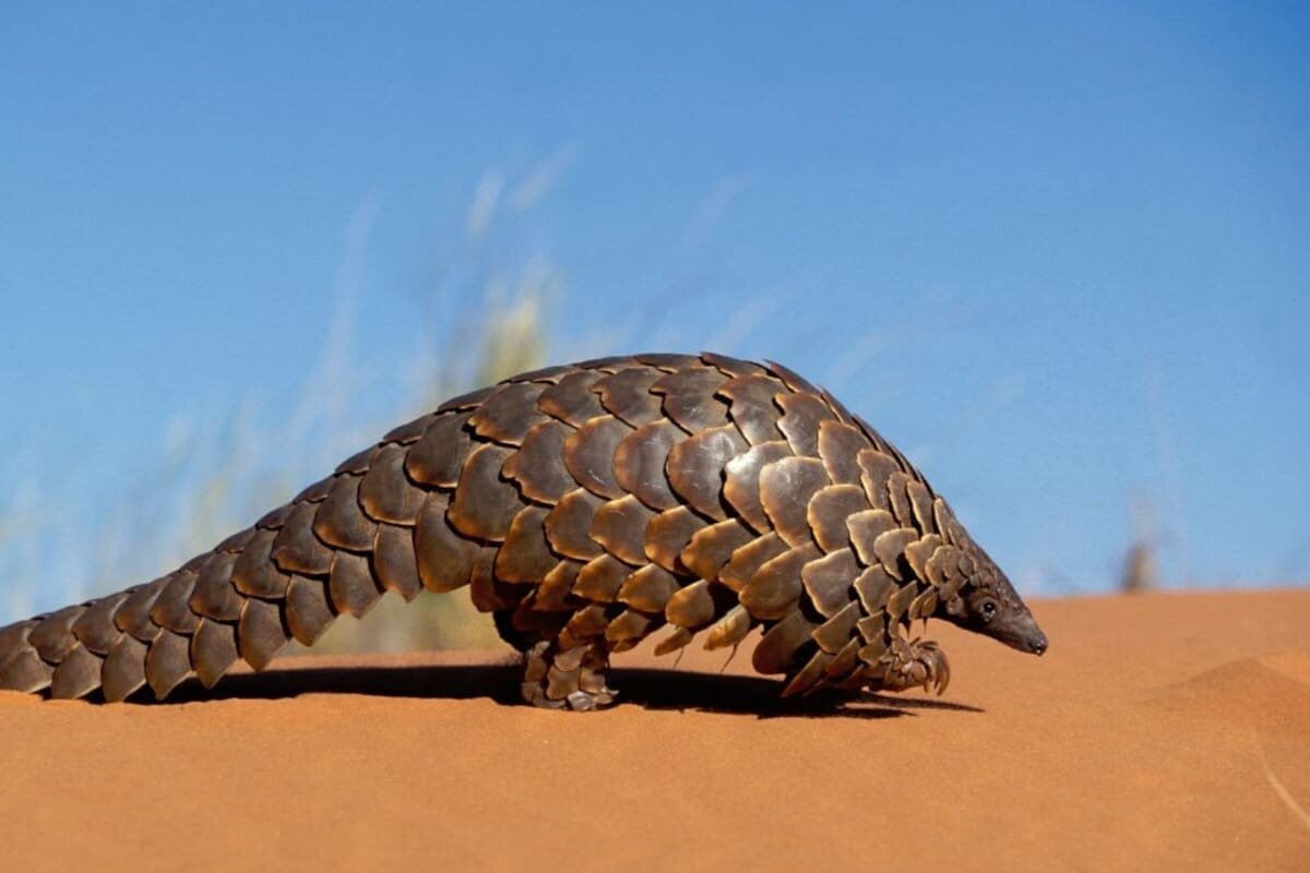 El comercio de fauna salvaje está vinculado a mayor riesgo de contagio de enfermedades a los humanos