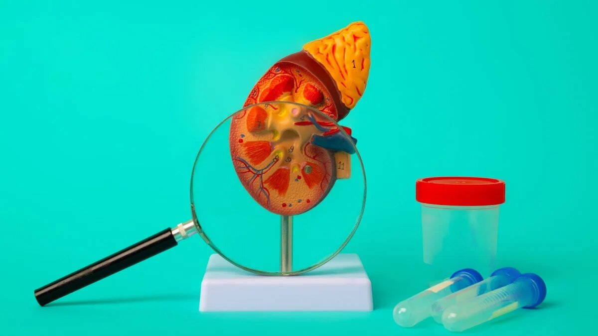 Cómo identificar si tus riñones funcionan bien a través de síntomas físicos y pruebas médicas clave