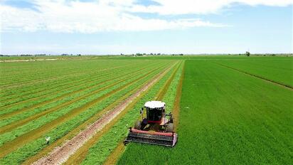 Productores de alfalfa en Mexicali exigen apoyo comercial