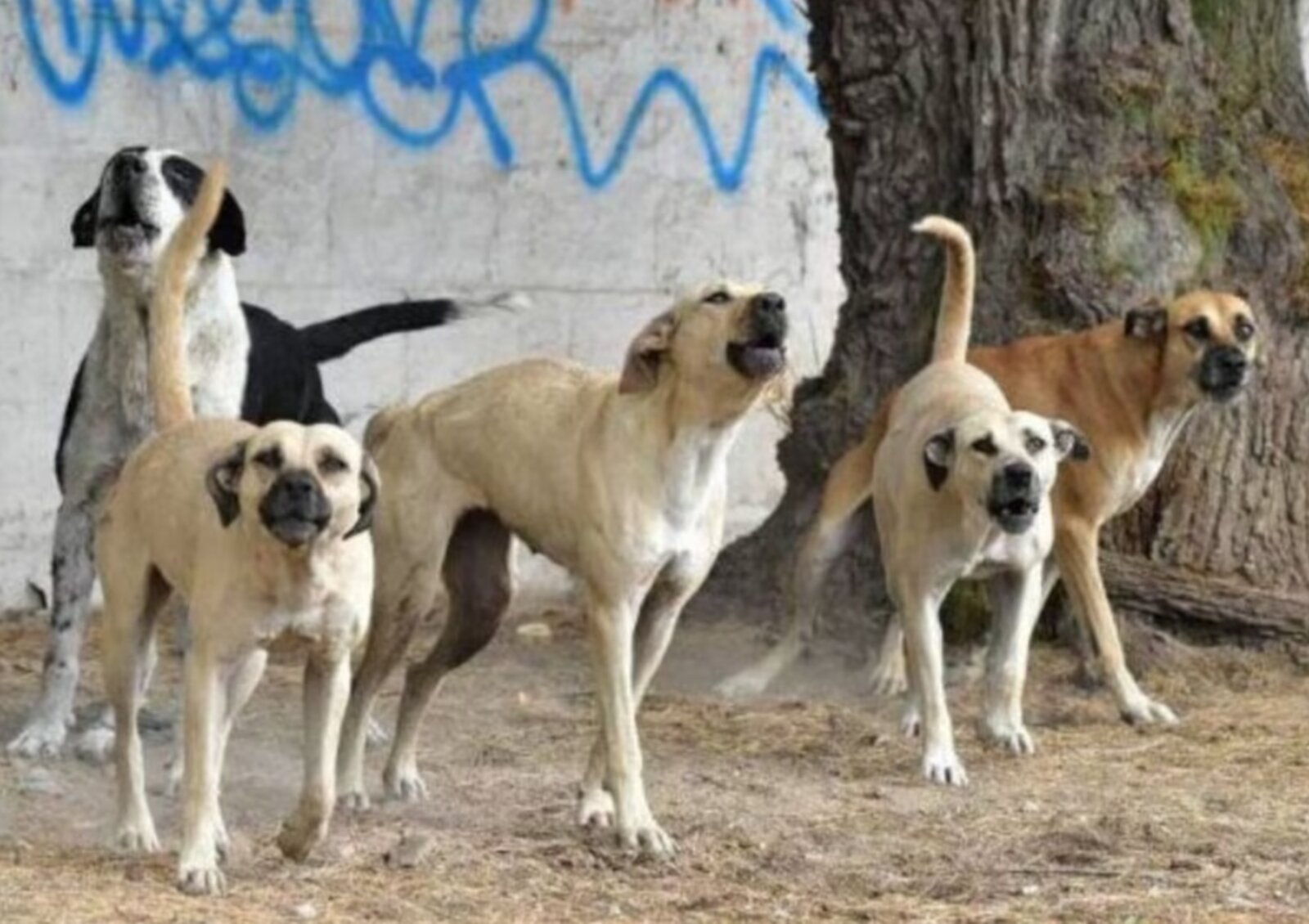 Jauría ataca a profesor y evidencia falta de atención en Sabinas