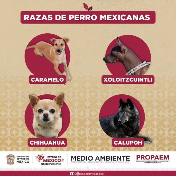 perro “Caramelo”