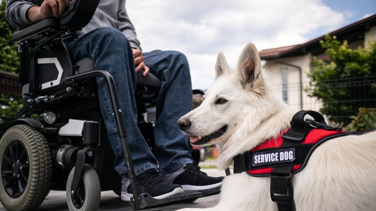 Los perros de servicio realizan tareas similares a las de los cuidadores humanos