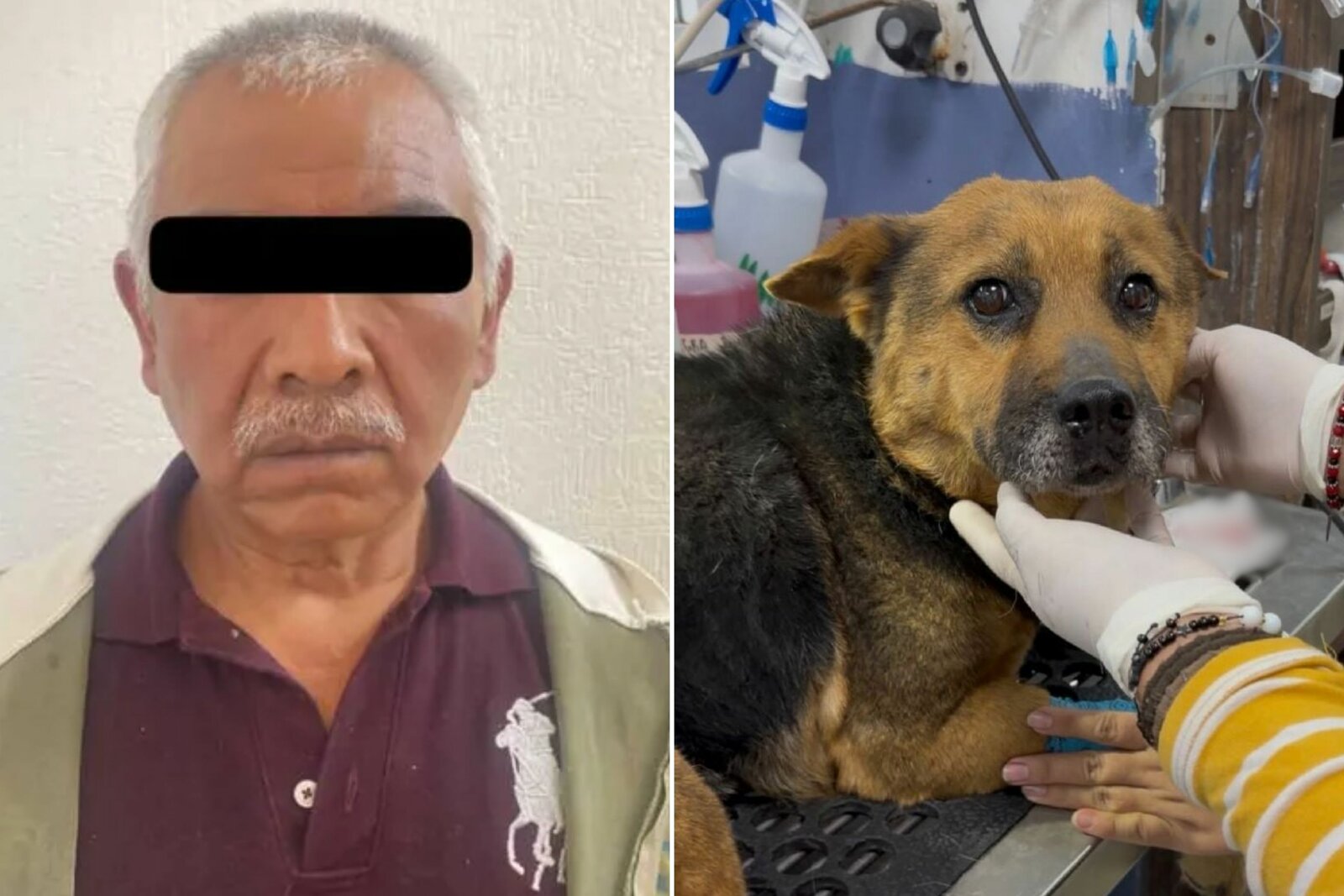 Condenan a 3 años de cárcel a sujeto por abuso contra una perrita en Mineral de la Reforma