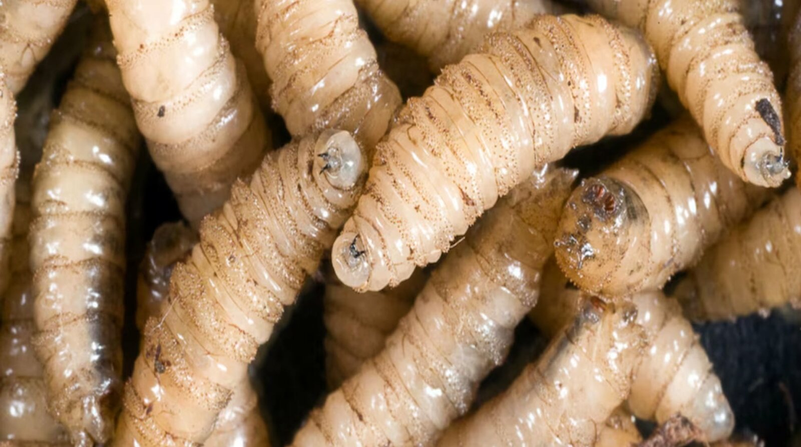 Yucatán y Oaxaca registran dos muertes por infección de gusano barrenador; suman 253 casos en el país