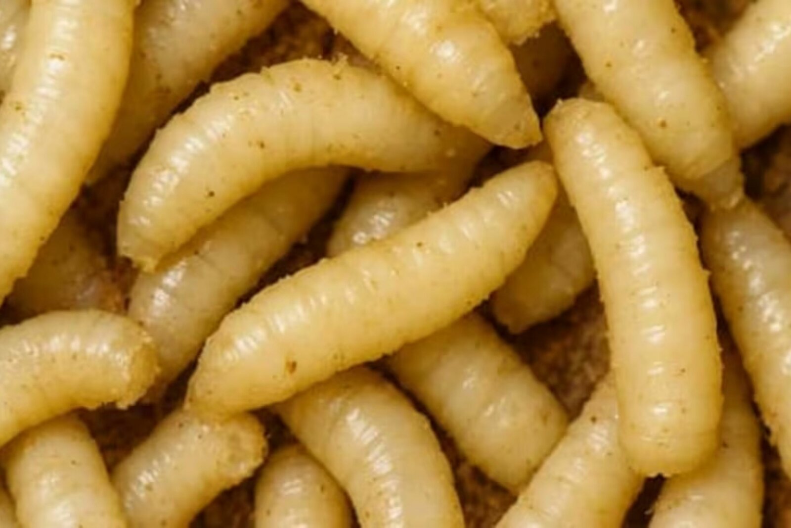 Hidalgo confirma primer caso de gusano barrenador en humano