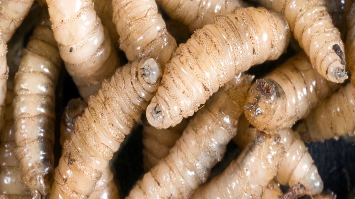 Alerta en Coahuila por gusano barrenador cerca de Zacatecas