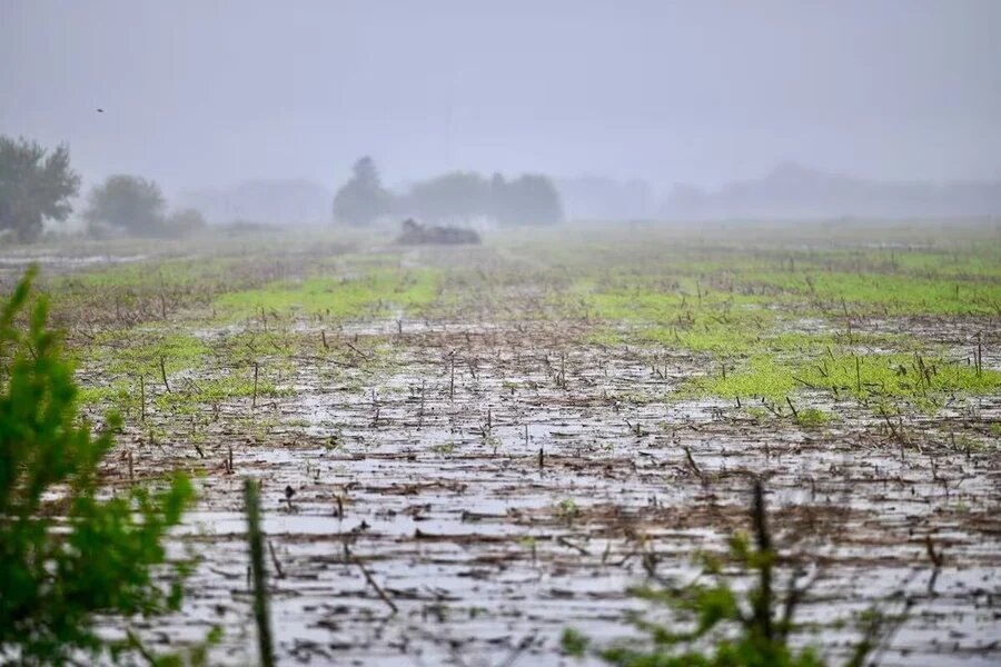 Lluvias reactivan al campo en el norte, pero presas siguen en niveles críticos