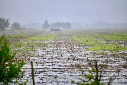 Lluvias reactivan al campo en el norte, pero presas siguen en niveles críticos
