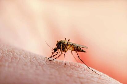 Día Mundial de la Malaria: México registra 8 casos en lo que va de 2026