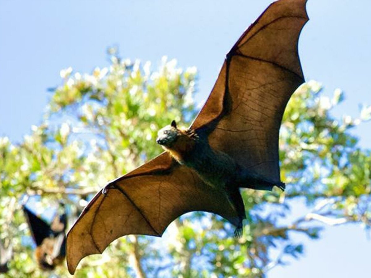 Se han identificado más de 50 especies de coronavirus a nivel mundial, de acuerdo con el Comité Internacional de Taxonomía de Virus.  Entre ellos se encuentran