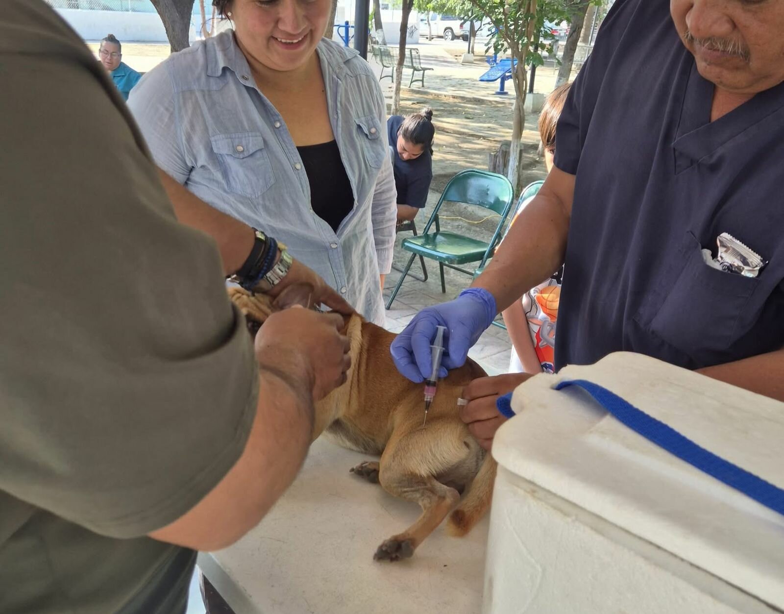 Monclova impulsa acciones a favor del bienestar animal con brigada integral en colonias