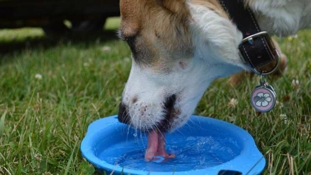Alertan por altas temperaturas en Monclova: piden proteger a mascotas del golpe de calor
