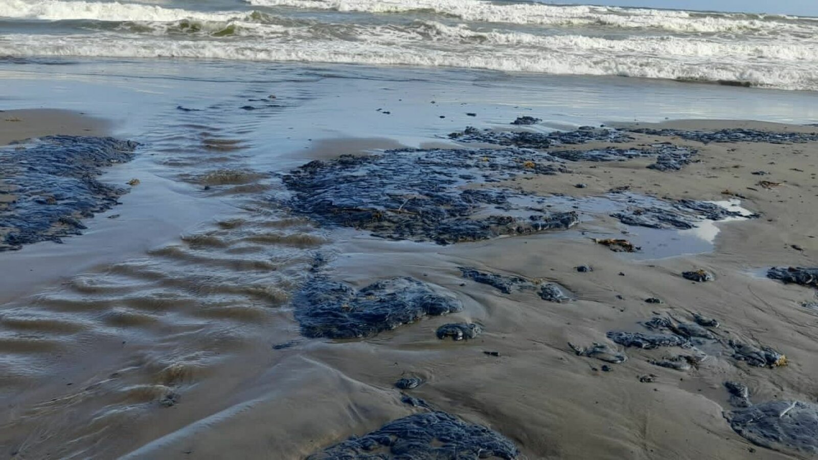 El derrame de crudo en el Golfo de México mantiene afectaciones en al menos 81 playas, con reportes de fauna muerta y daños ambientales persistentes. 