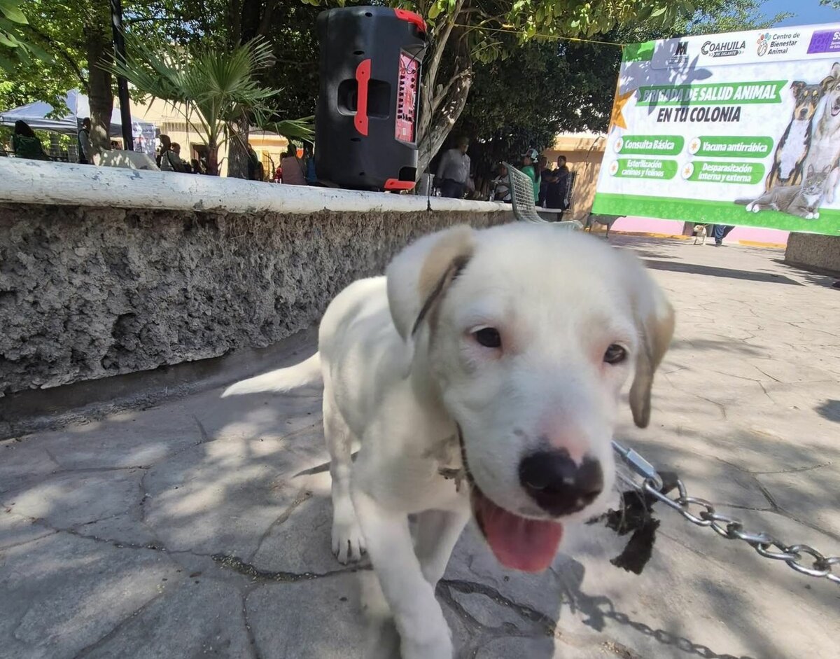 Brigadas de Bienestar Animal se extenderán a más colonias en Monclova