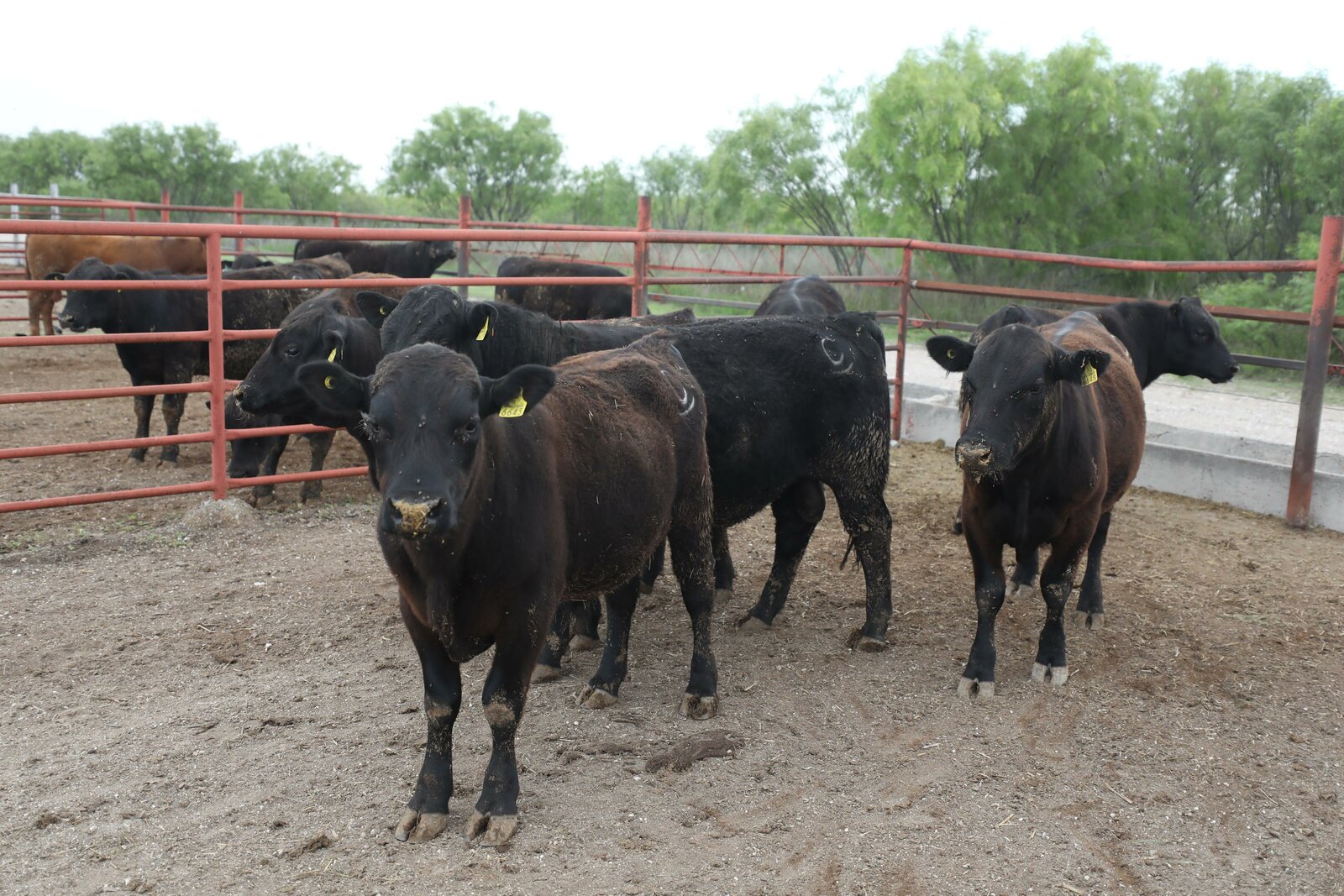 región: se proyecta la entrega de 2 mil 352 toneladas de alimento, beneficiando a 2 mil 200 productores de 38 municipios
