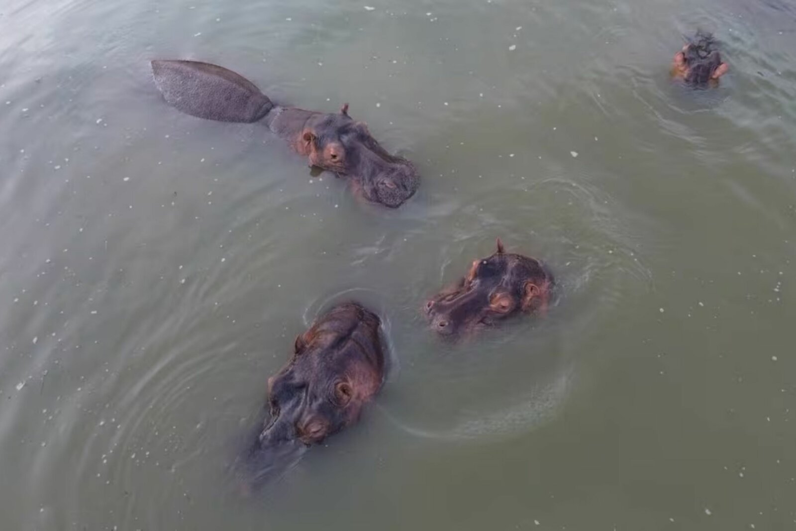 El hijo de un multimillonario indio propuso trasladar 80 hipopótamos descendientes de los de Pablo Escobar, en medio de la decisión de Colombia de aplicar