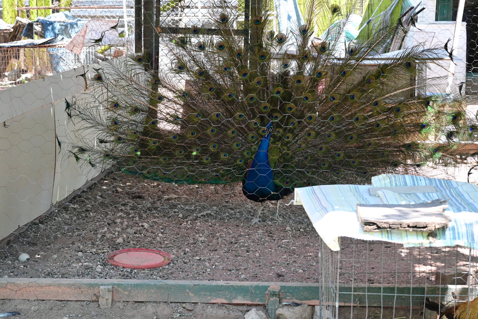 Aviario, opción natural para celebrar el Día del Niño