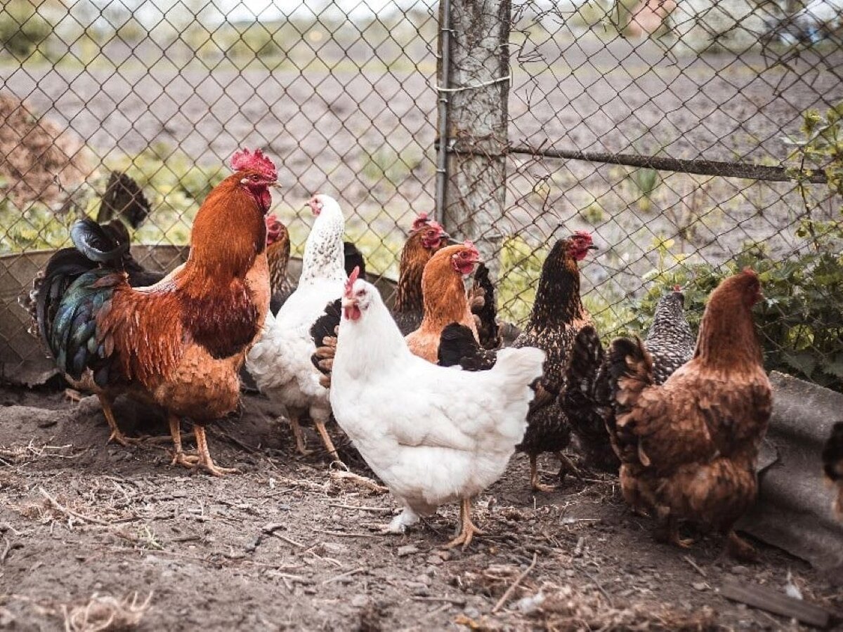 Un repunte de casos de infección por Salmonella en 13 estados ha sido vinculado con la crianza de aves en patios domésticos.  Autoridades de salud a nivel