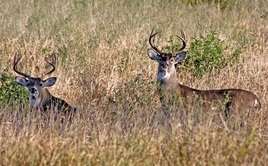  ganadería cinegética avanza en el noreste pese a sequía y riesgos sanitarios