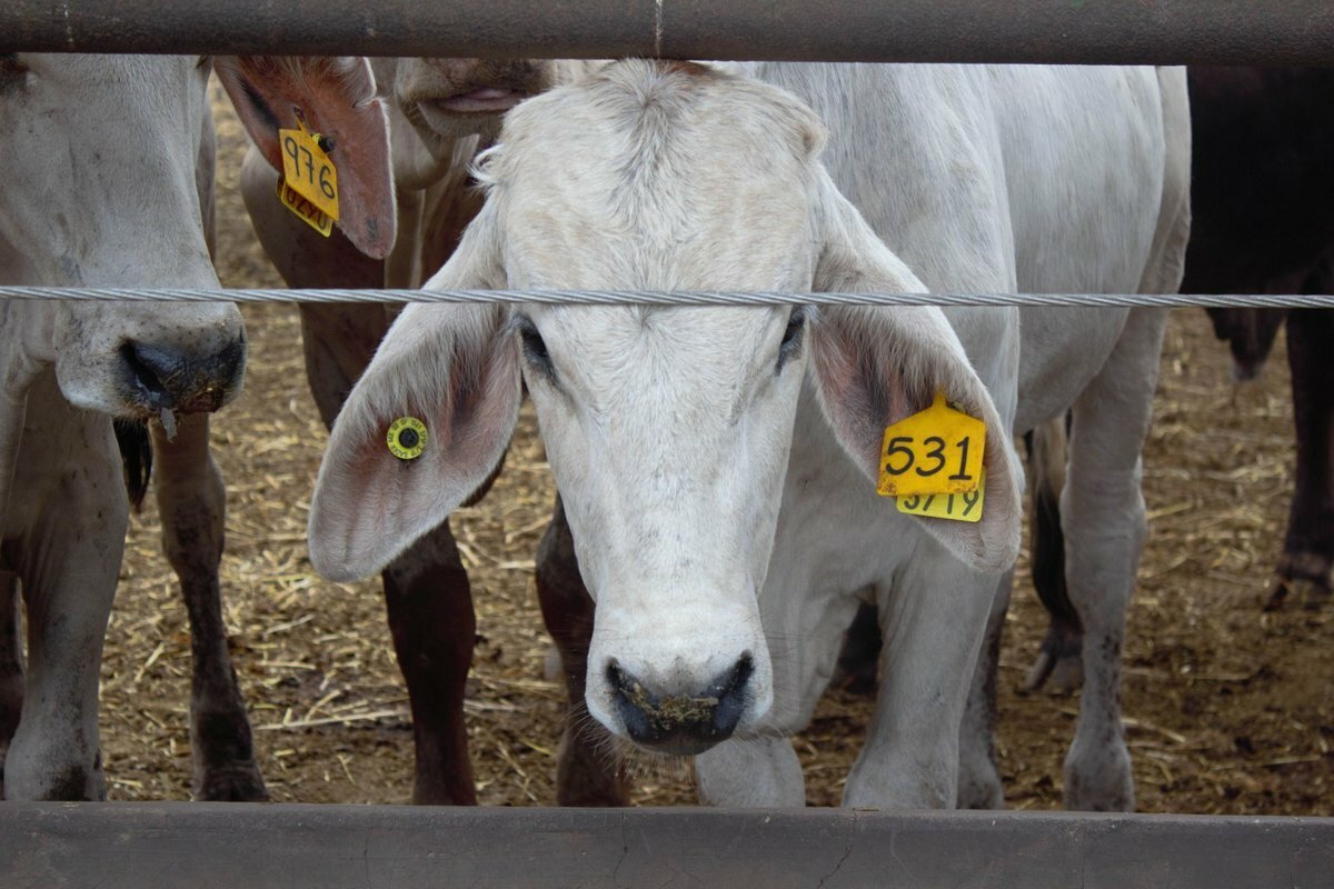 Confirman primer caso de gusano barrenador en Coahuila en rancho de Castaños