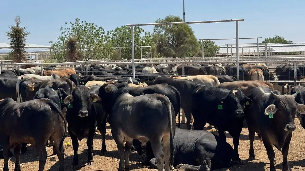 La sanidad del sector pecuario en México atraviesa un momento delicado. Datos recientes indican que, de los 16,000 casos registrados de gusano barrenador