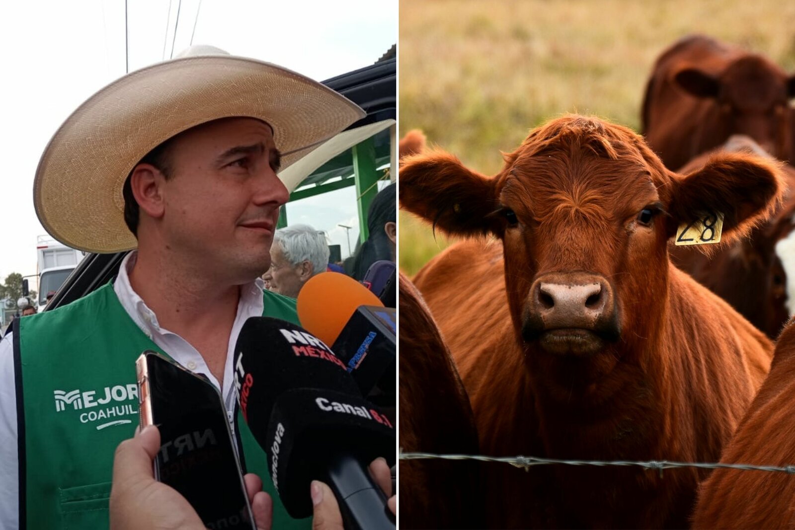 Manolo Jiménez confirma detección del primer caso de gusano barrenador en Coahuila