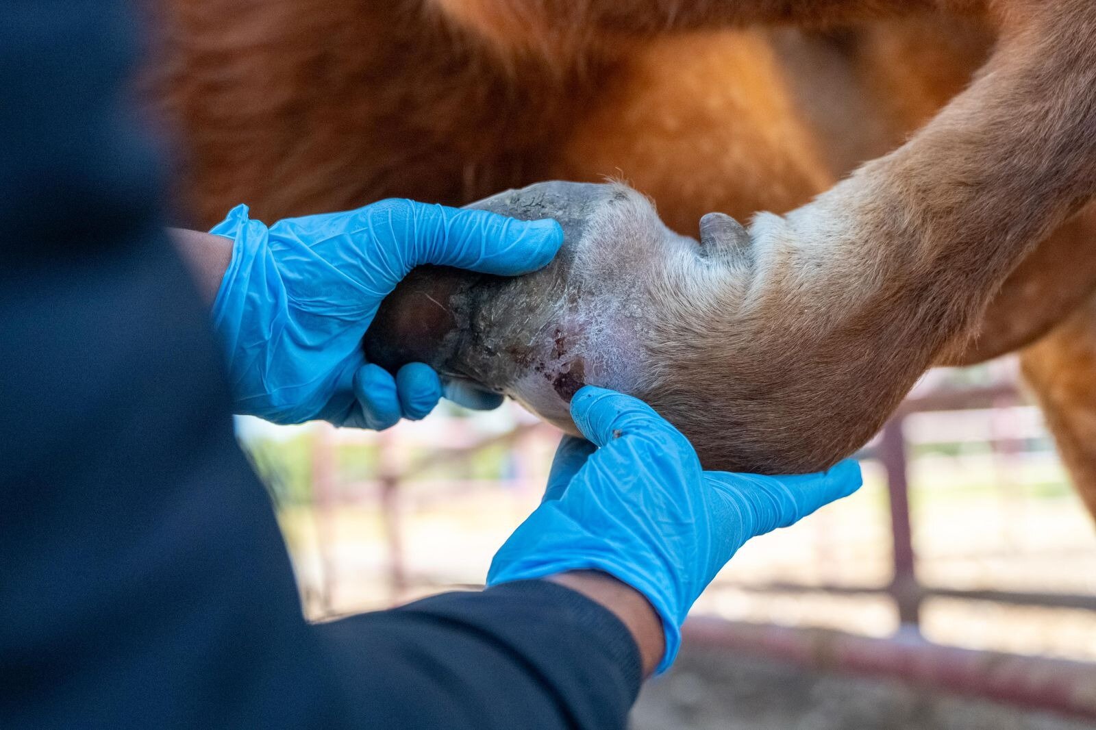 Monclova en vigilancia ante brote de gusano barrenador detectado en la región