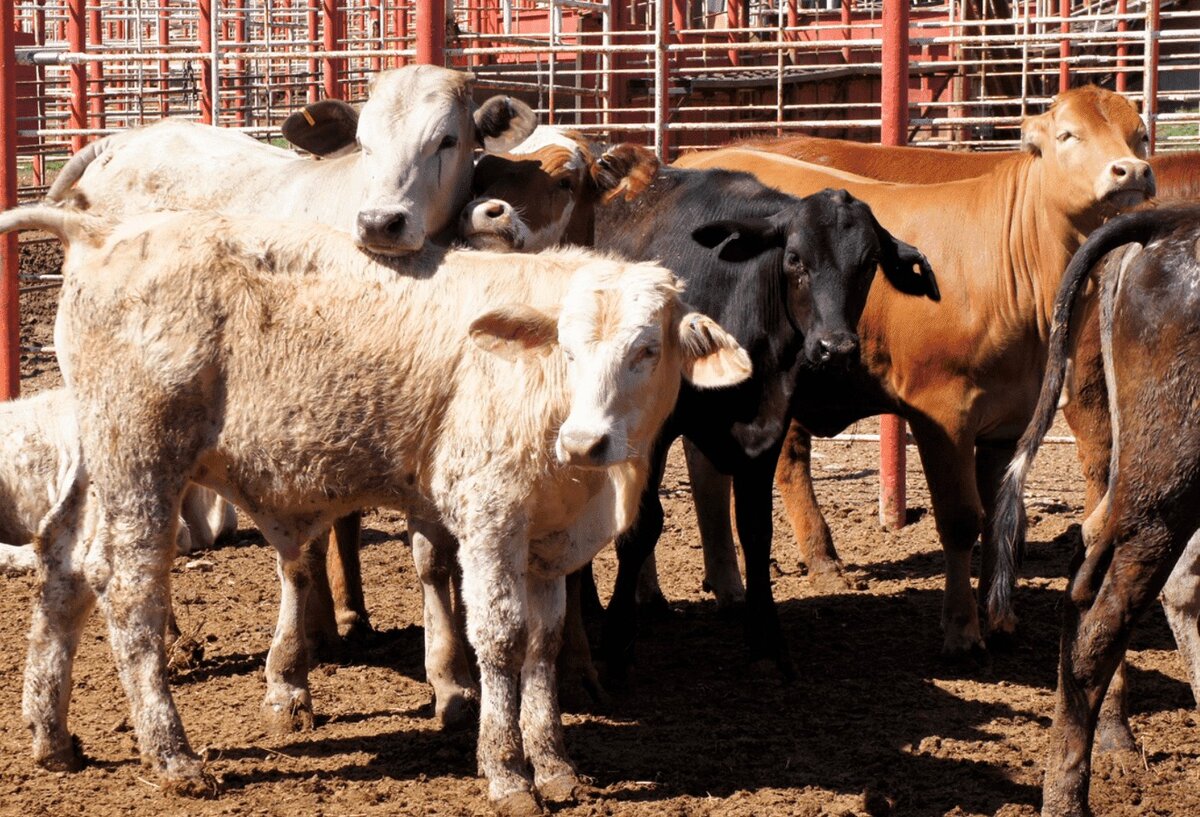 Ganaderos activan operativo tras detectar gusano barrenador