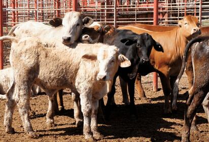 Ante el primer caso confirmado en una vaca el pasado miércoles, los ganaderos han activado medidas urgentes y advierten evidentemente existen más casos