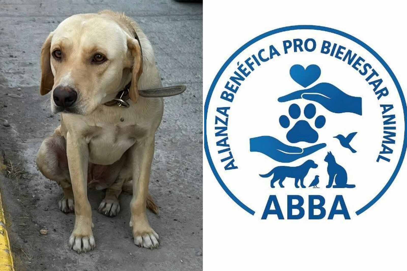 Crueldad animal ya se paga con cárcel en Coahuila