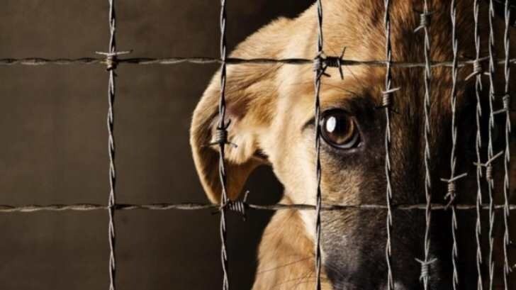 Crueldad animal