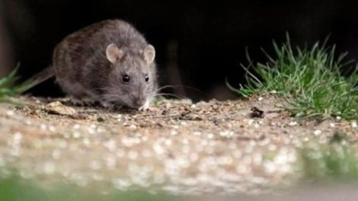 Qué es el hantavirus y cómo prevenir el contagio: claves del brote en el crucero del Atlántico