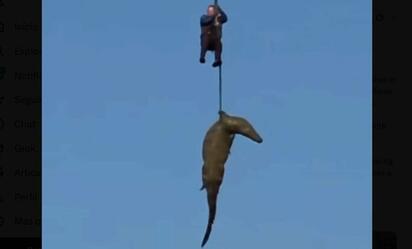 Capturan a cocodrilo en Sudáfrica por restos en estómago
