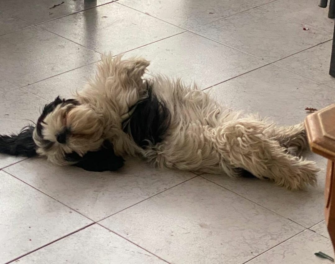 Intensifican búsqueda de perrita Layla extraviada en el municipio de Frontera