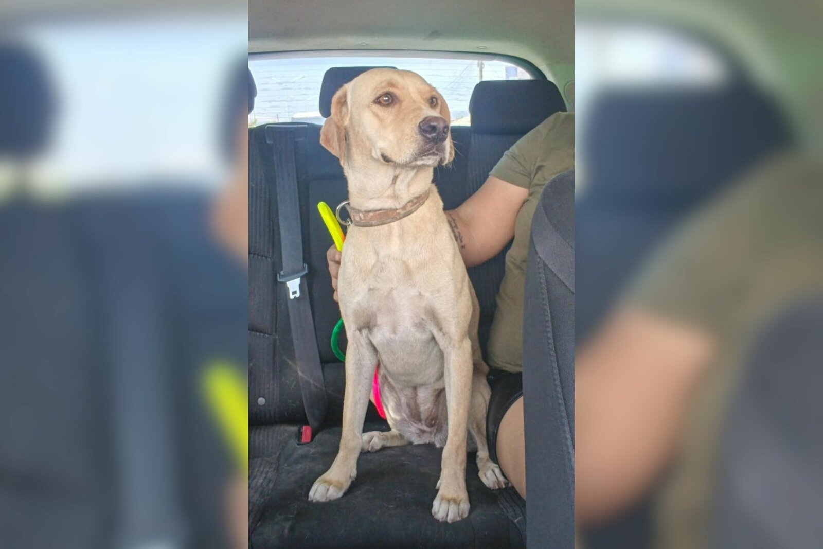 Evaluarán adopción de “Bonita” tras su rescate