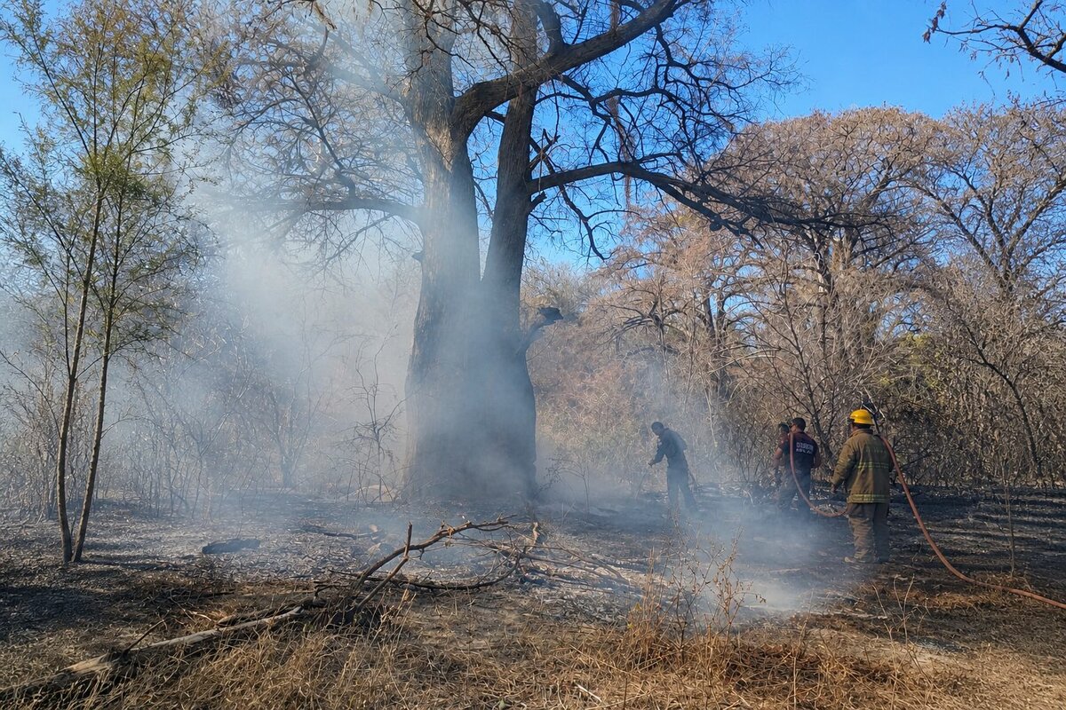 CONANP mantiene alerta activa por incendios forestales en Región Carbonífera